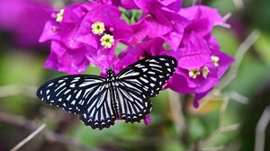 Preview wallpaper swallowtail, butterfly, flowers, macro, blur