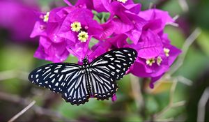 Preview wallpaper swallowtail, butterfly, flowers, macro, blur