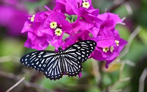 Preview wallpaper swallowtail, butterfly, flowers, macro, blur