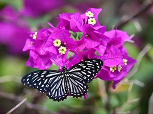 Preview wallpaper swallowtail, butterfly, flowers, macro, blur