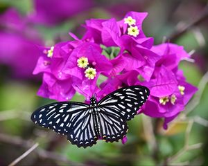 Preview wallpaper swallowtail, butterfly, flowers, macro, blur