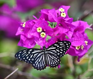 Preview wallpaper swallowtail, butterfly, flowers, macro, blur