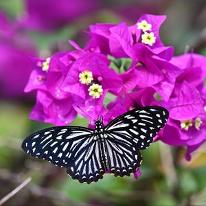 Preview wallpaper swallowtail, butterfly, flowers, macro, blur