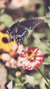 Preview wallpaper swallowtail, butterfly, flowers, macro