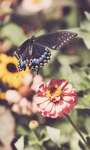 Preview wallpaper swallowtail, butterfly, flowers, macro