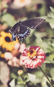 Preview wallpaper swallowtail, butterfly, flowers, macro