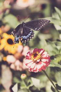 Preview wallpaper swallowtail, butterfly, flowers, macro