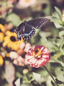 Preview wallpaper swallowtail, butterfly, flowers, macro