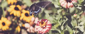 Preview wallpaper swallowtail, butterfly, flowers, macro
