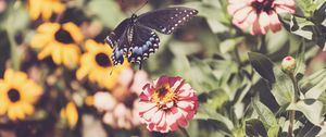 Preview wallpaper swallowtail, butterfly, flowers, macro