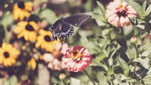 Preview wallpaper swallowtail, butterfly, flowers, macro