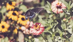 Preview wallpaper swallowtail, butterfly, flowers, macro