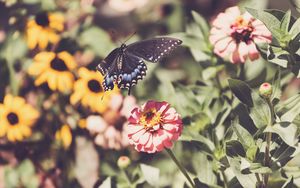 Preview wallpaper swallowtail, butterfly, flowers, macro