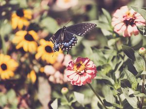 Preview wallpaper swallowtail, butterfly, flowers, macro