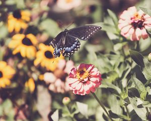 Preview wallpaper swallowtail, butterfly, flowers, macro