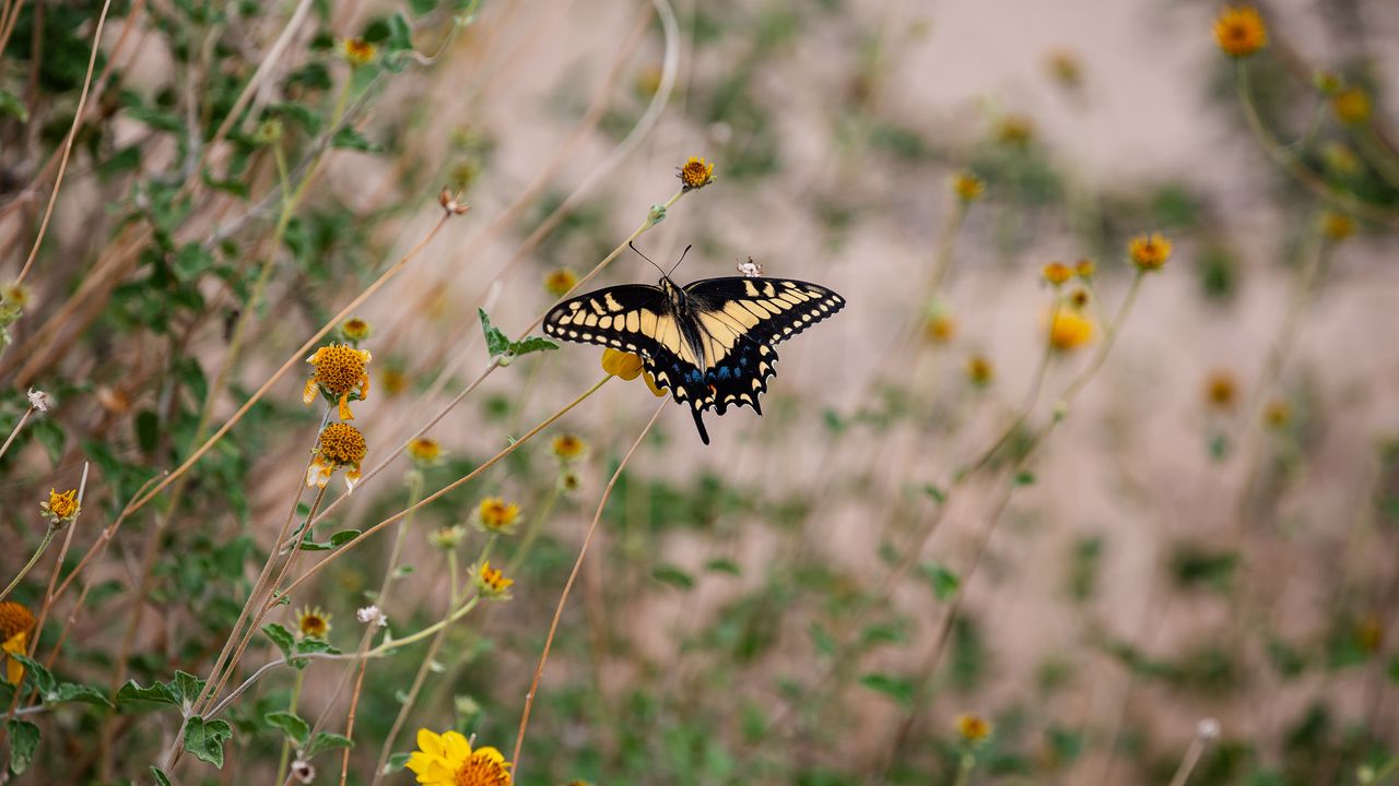 Wallpaper swallowtail, butterfly, flowers, blur, macro