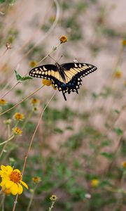 Preview wallpaper swallowtail, butterfly, flowers, blur, macro