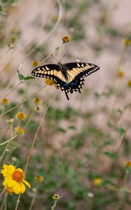 Preview wallpaper swallowtail, butterfly, flowers, blur, macro