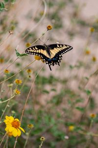 Preview wallpaper swallowtail, butterfly, flowers, blur, macro