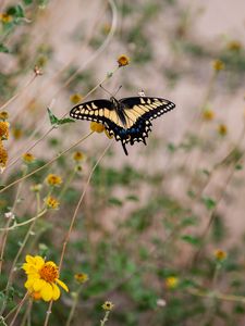 Preview wallpaper swallowtail, butterfly, flowers, blur, macro