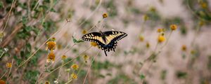 Preview wallpaper swallowtail, butterfly, flowers, blur, macro