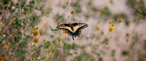 Preview wallpaper swallowtail, butterfly, flowers, blur, macro