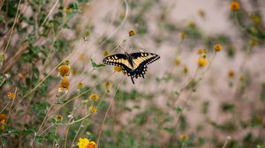 Preview wallpaper swallowtail, butterfly, flowers, blur, macro