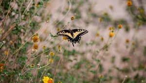 Preview wallpaper swallowtail, butterfly, flowers, blur, macro