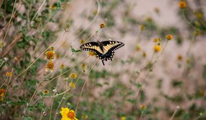 Preview wallpaper swallowtail, butterfly, flowers, blur, macro