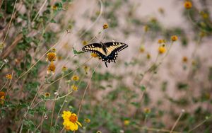 Preview wallpaper swallowtail, butterfly, flowers, blur, macro