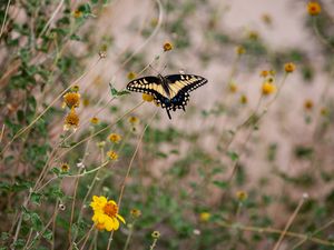 Preview wallpaper swallowtail, butterfly, flowers, blur, macro