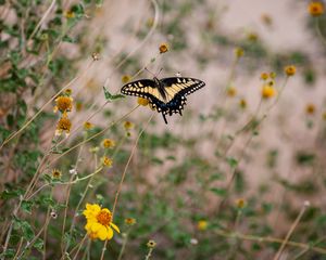 Preview wallpaper swallowtail, butterfly, flowers, blur, macro