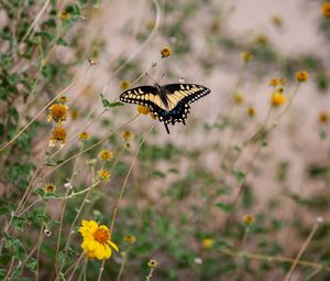 Preview wallpaper swallowtail, butterfly, flowers, blur, macro