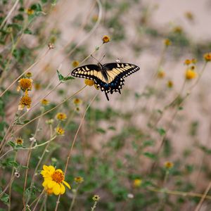 Preview wallpaper swallowtail, butterfly, flowers, blur, macro