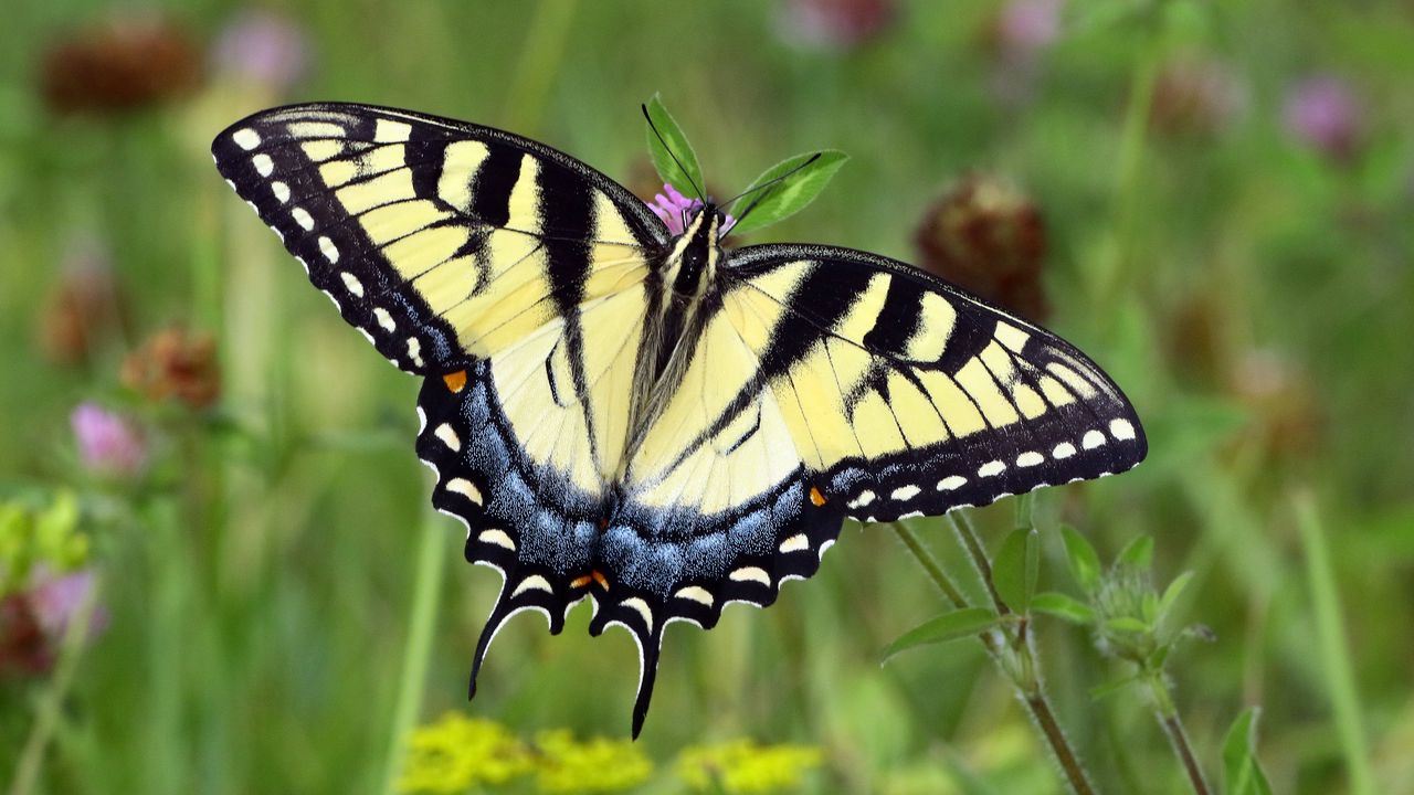 Wallpaper swallowtail, butterfly, leaves, macro