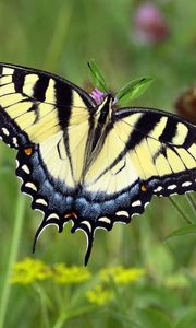 Preview wallpaper swallowtail, butterfly, leaves, macro