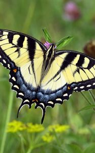 Preview wallpaper swallowtail, butterfly, leaves, macro