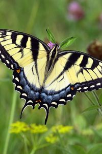 Preview wallpaper swallowtail, butterfly, leaves, macro