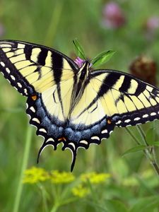 Preview wallpaper swallowtail, butterfly, leaves, macro