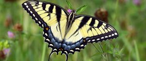 Preview wallpaper swallowtail, butterfly, leaves, macro