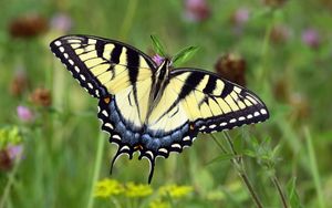 Preview wallpaper swallowtail, butterfly, leaves, macro