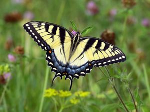 Preview wallpaper swallowtail, butterfly, leaves, macro