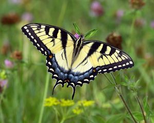 Preview wallpaper swallowtail, butterfly, leaves, macro