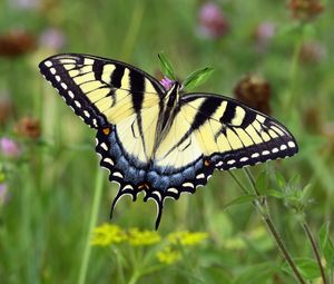 Preview wallpaper swallowtail, butterfly, leaves, macro