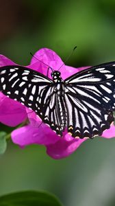 Preview wallpaper swallowtail, butterfly, macro, flower