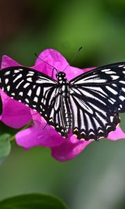 Preview wallpaper swallowtail, butterfly, macro, flower