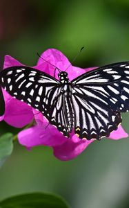 Preview wallpaper swallowtail, butterfly, macro, flower