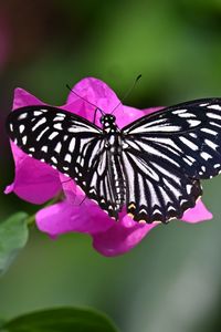 Preview wallpaper swallowtail, butterfly, macro, flower