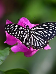 Preview wallpaper swallowtail, butterfly, macro, flower