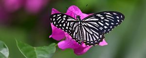 Preview wallpaper swallowtail, butterfly, macro, flower